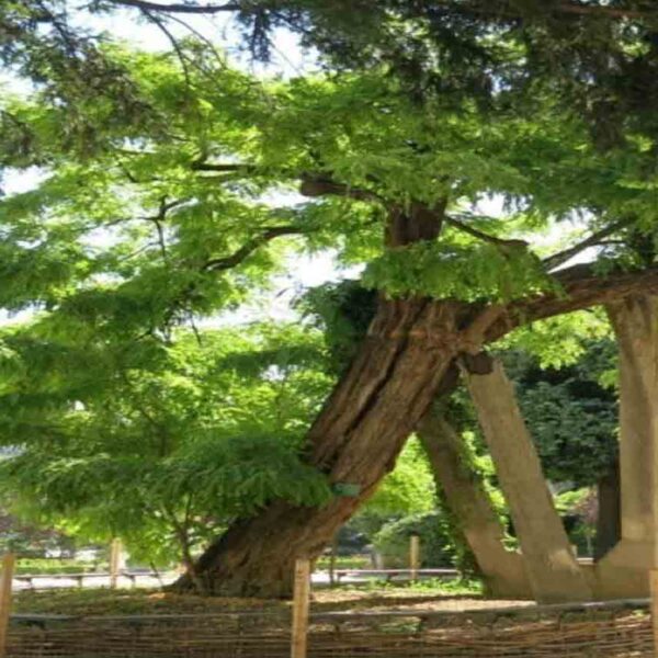 قدیمی ترین درخت پاریس